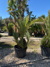 Phoenix dactylifera – Palmier dattier